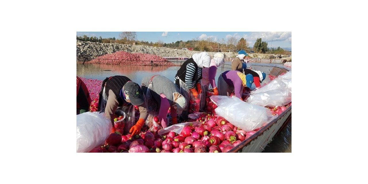 "Kırmızı altın" turp hasadı başladı