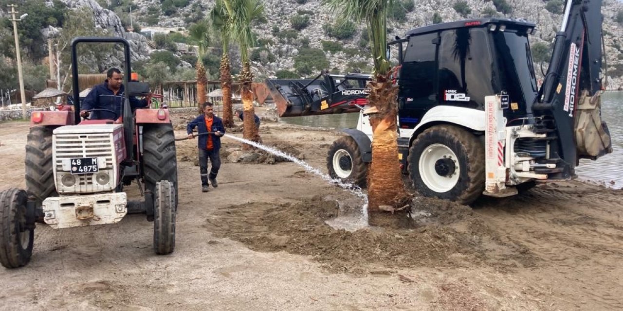 Marmaris’te halk plajlarına palmiye ağaçları dikildi
