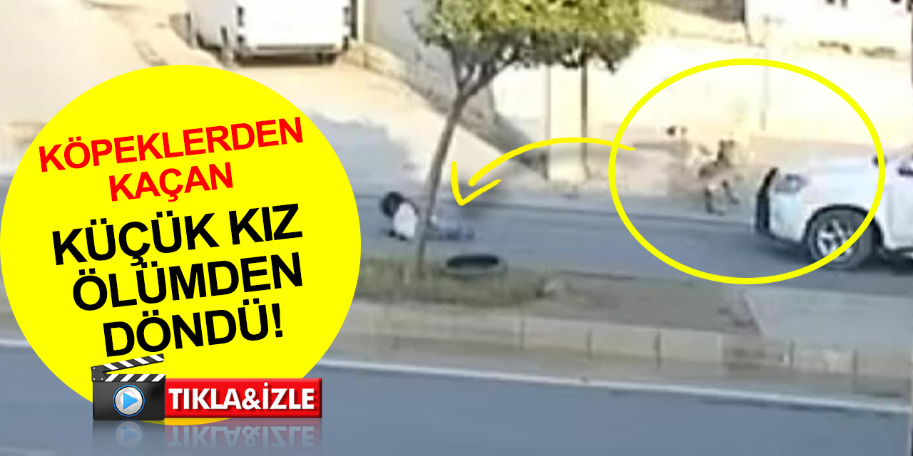 Başıboş köpeklerden kaçan küçük kız ölümden döndü! O anlar kamerada..