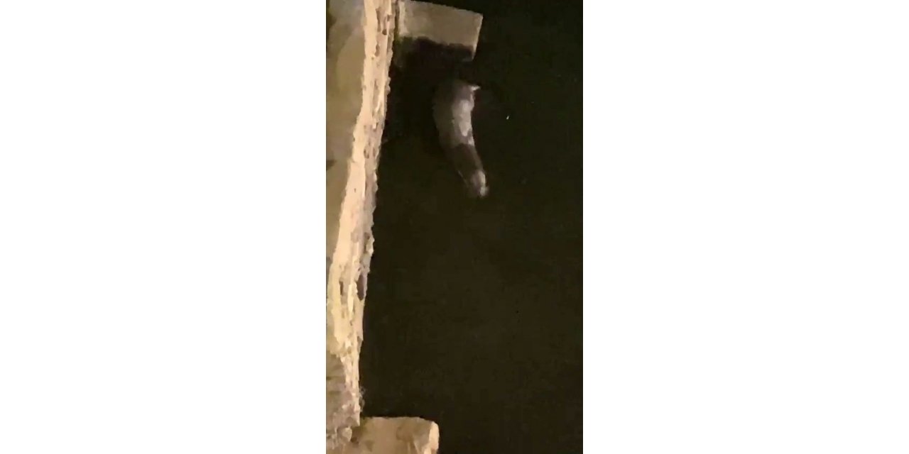 Küçükçekmece Gölü’nde su samuru sürprizi