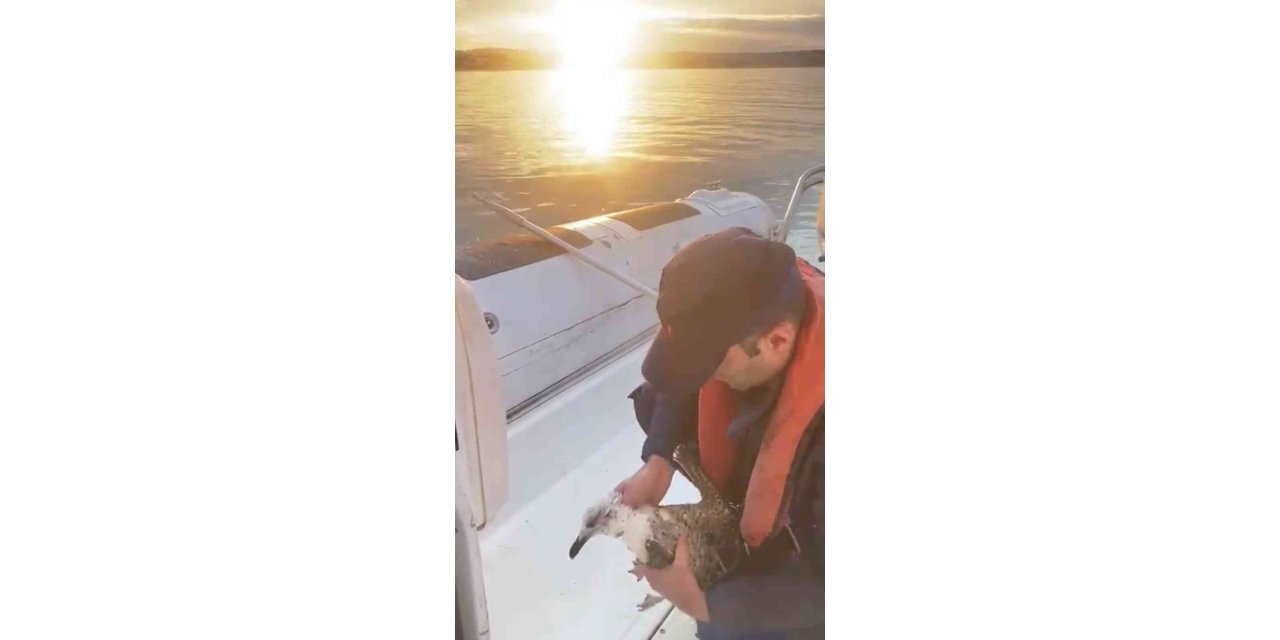 Şile’de martıya hayat kurtaran müdahale