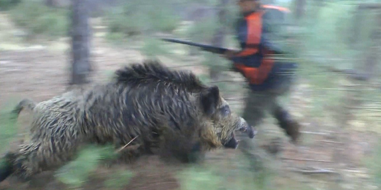 Yaban domuzunun saldırısına uğrayan avcı ölümden döndü
