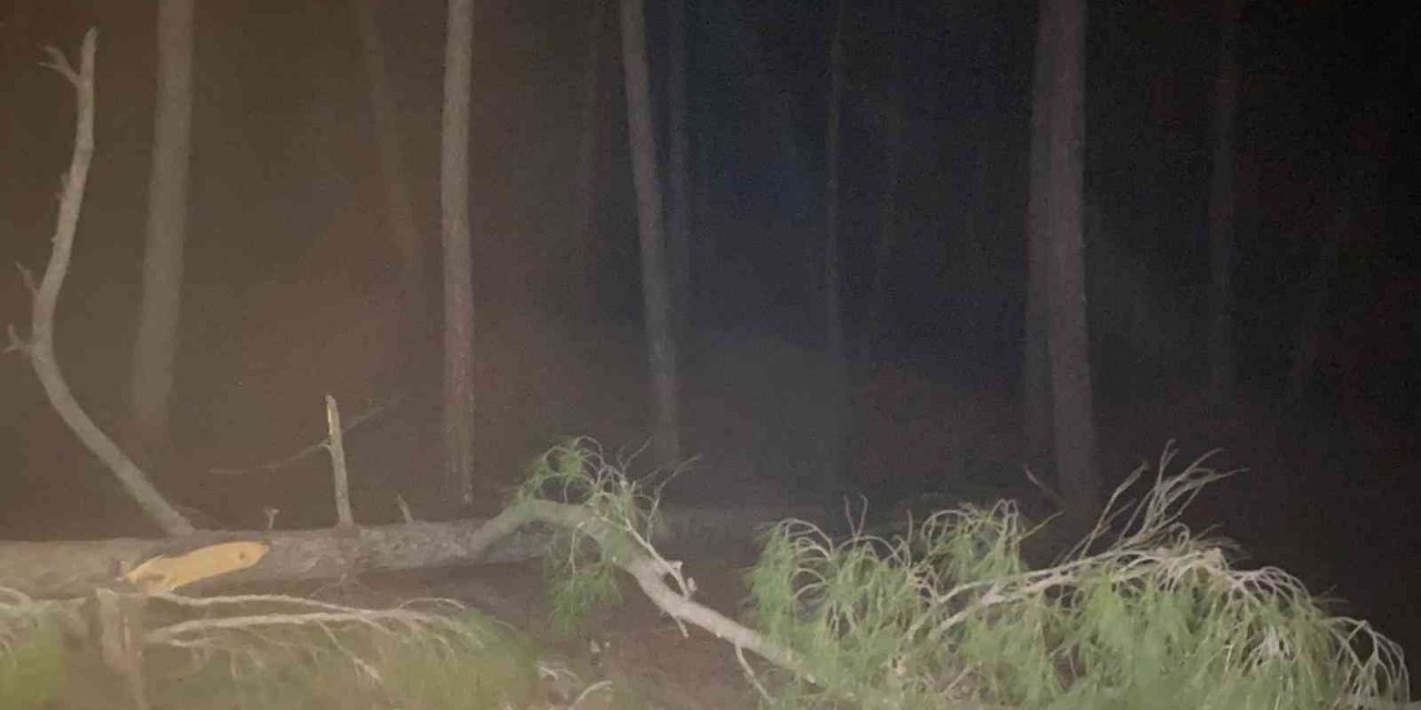 Kestiği ağaç üzerine düşen şahıs öldü