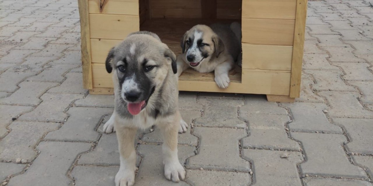 Özel çocuklar için yavru köpeklere kulübe