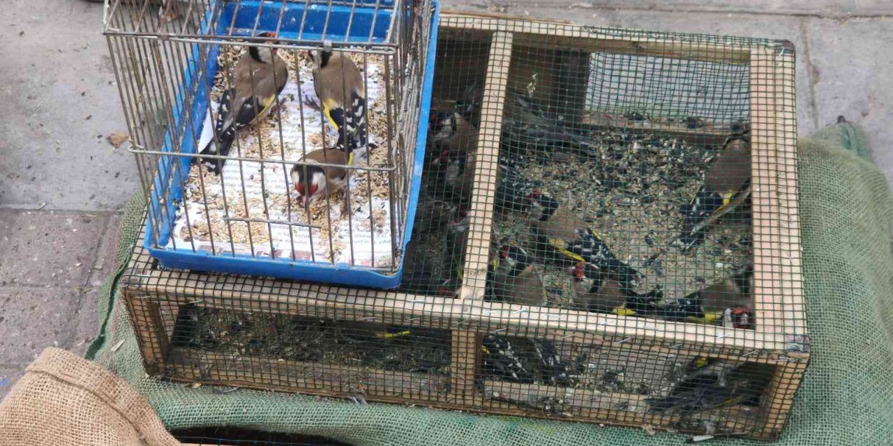 Saka kuşu besleyen şahsa 26 bin TL ceza kesildi, kuşlar doğaya salındı