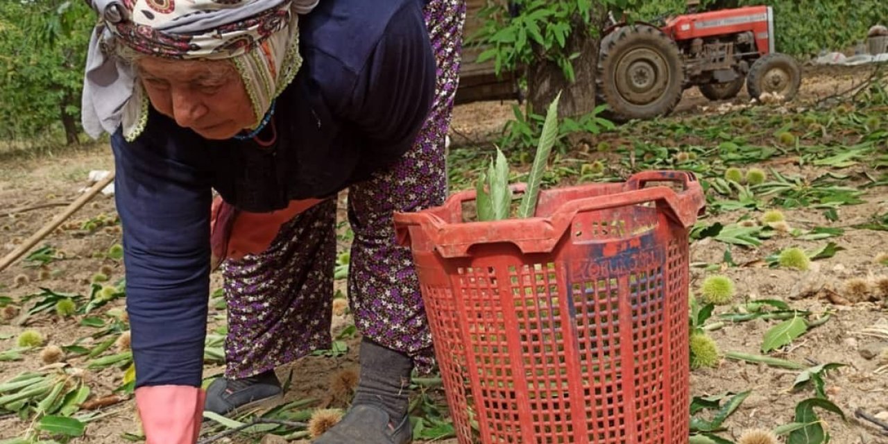 Ortadoğu’nun kestanesi Sarıgöl’den