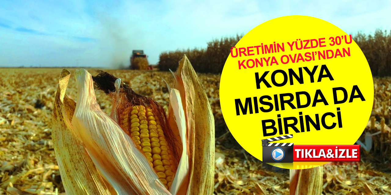 Tarımın başkenti Konya mısır üretiminde de birinci sırada!