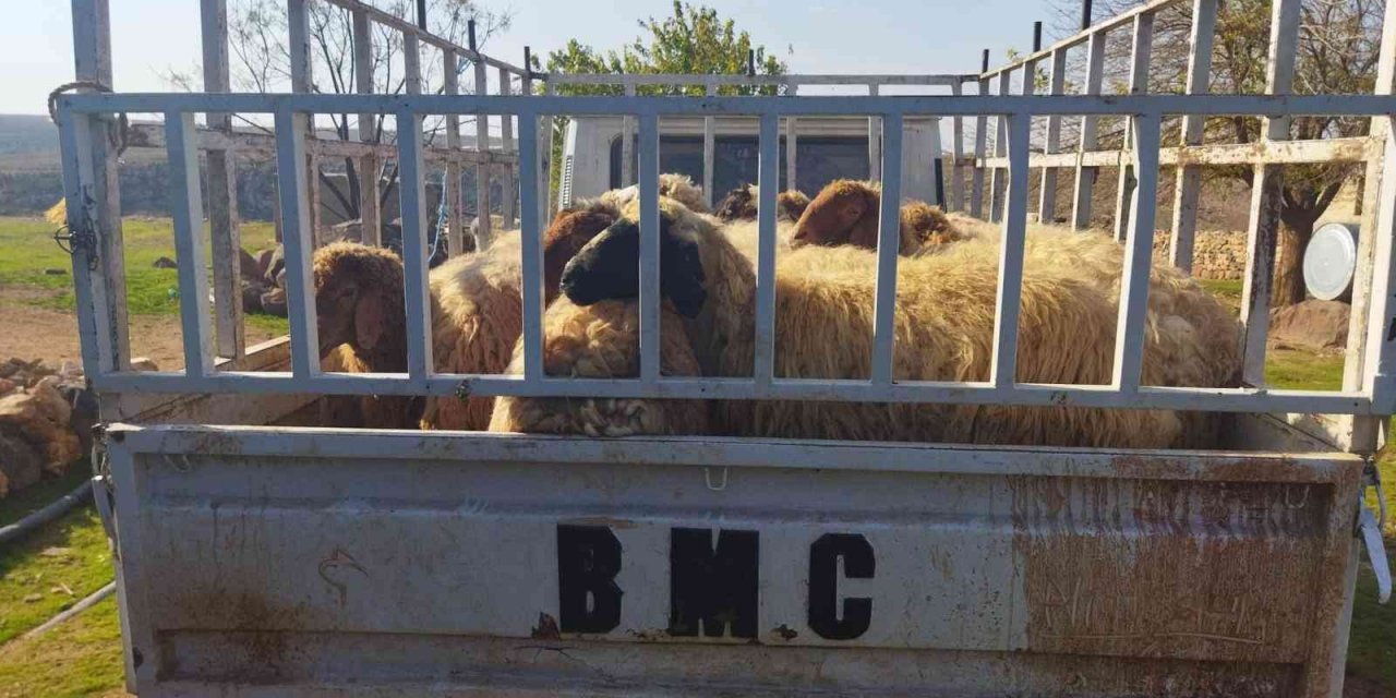 Şanlıurfa’da hayvan hırsızları yakalandı