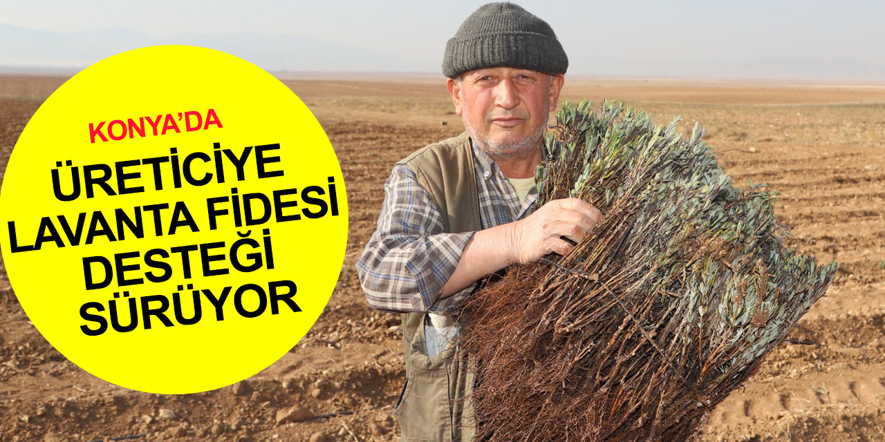 Konya Büyükşehir’in üreticiye lavanta fidesi desteği devam ediyor