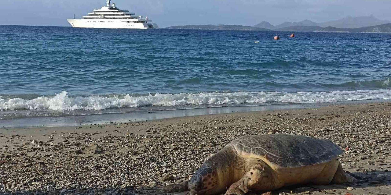 Nesli tükenmekte olan kaplumbağa ölüsü sahile vurdu