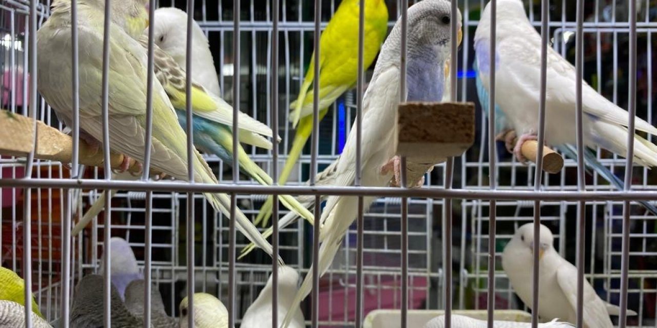 Muhabbet kuşları içinde İngilizler bir adım önde