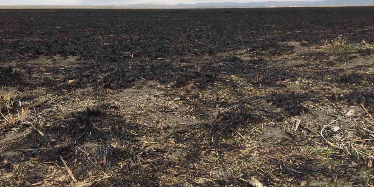 Sazlık yangının doğaya verdiği zararın bilançosu ağır oldu