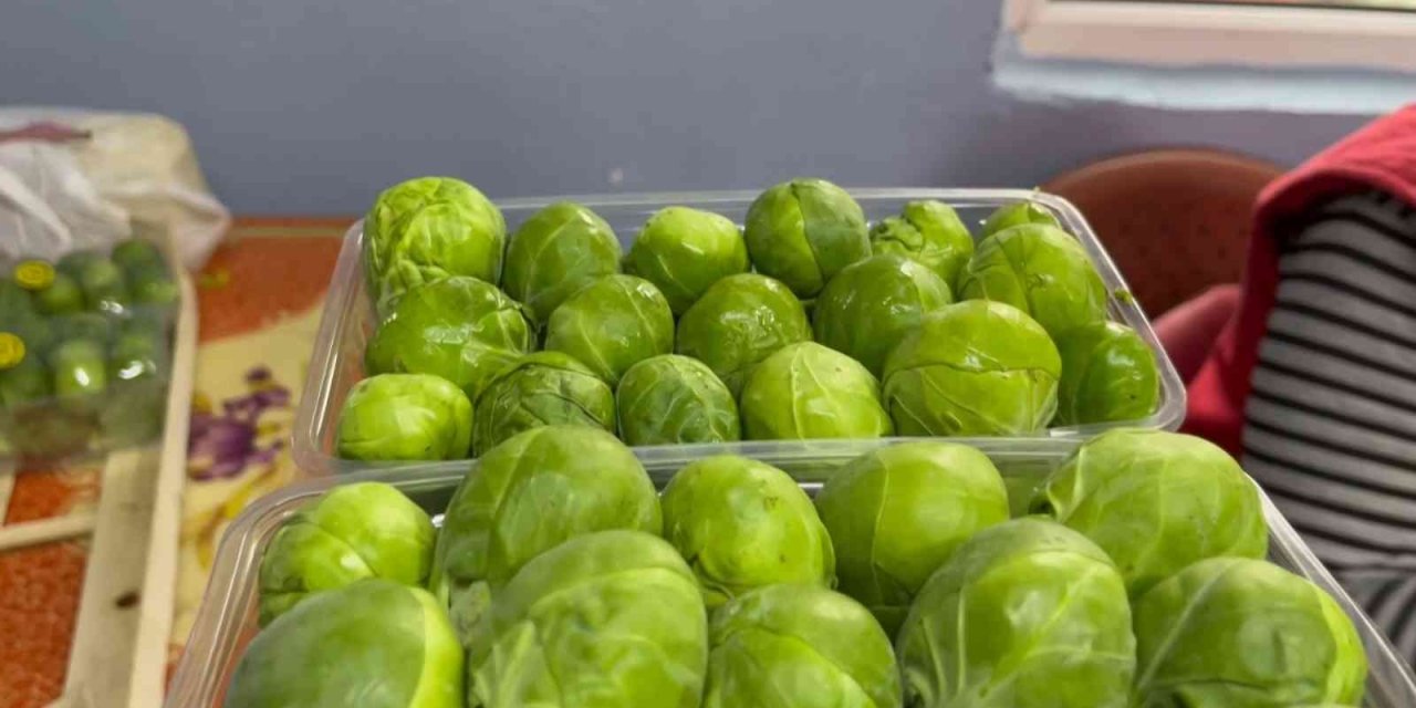 Bursa’nın İznik ilçesinde sezonda 12 bin ton Brüksel lahanası ihraç ediliyor