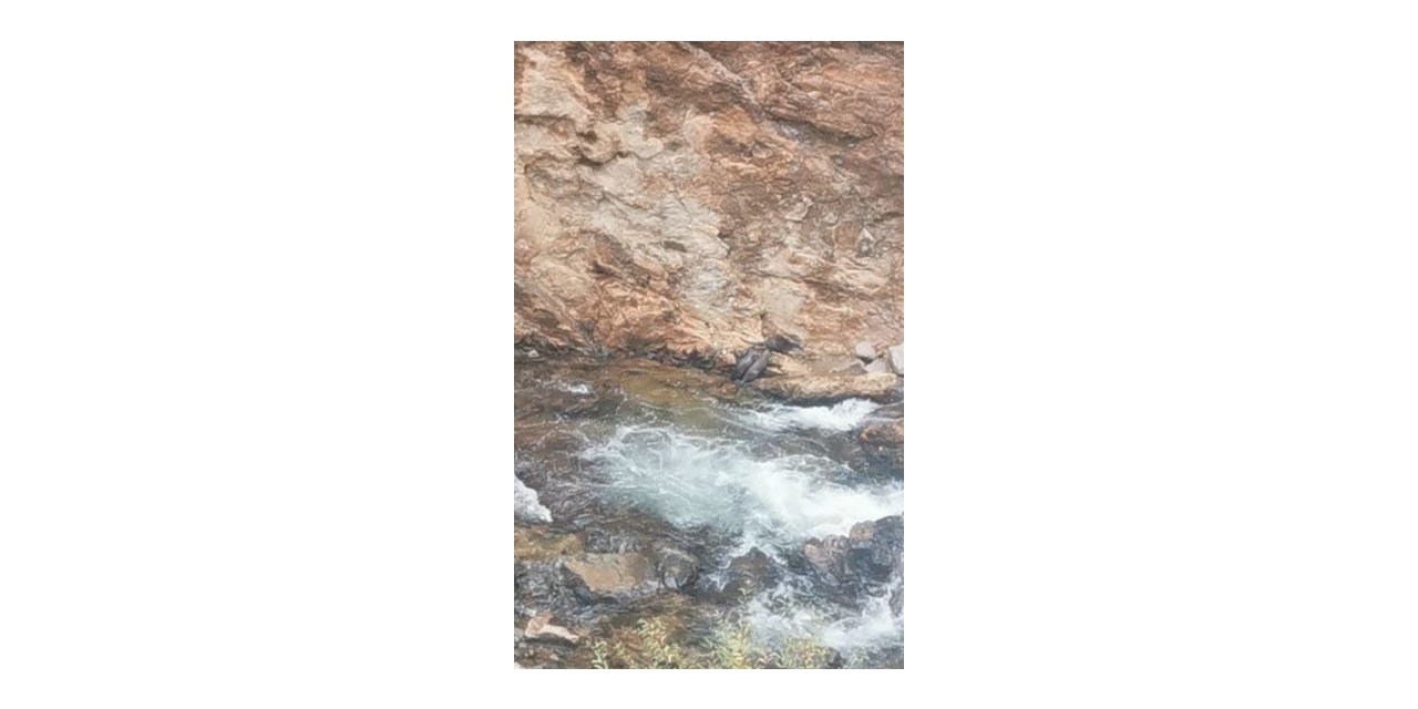 Artvin’de nesli tükenmekte olan su samuru ailesi görüntülendi