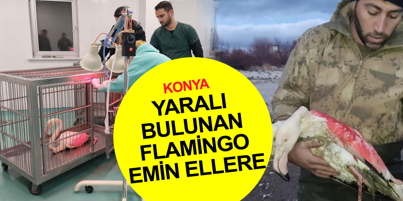 Konya’da göl kıyısında yaralı bulunan flamingo hayvan hastanesinde tedavialtına alındı