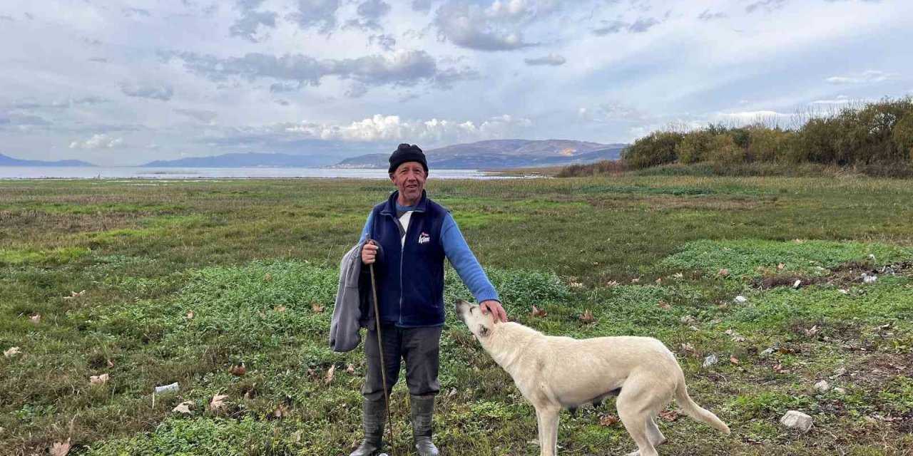 Suları çekilen İznik Gölü’nde artık koyunlar otluyor