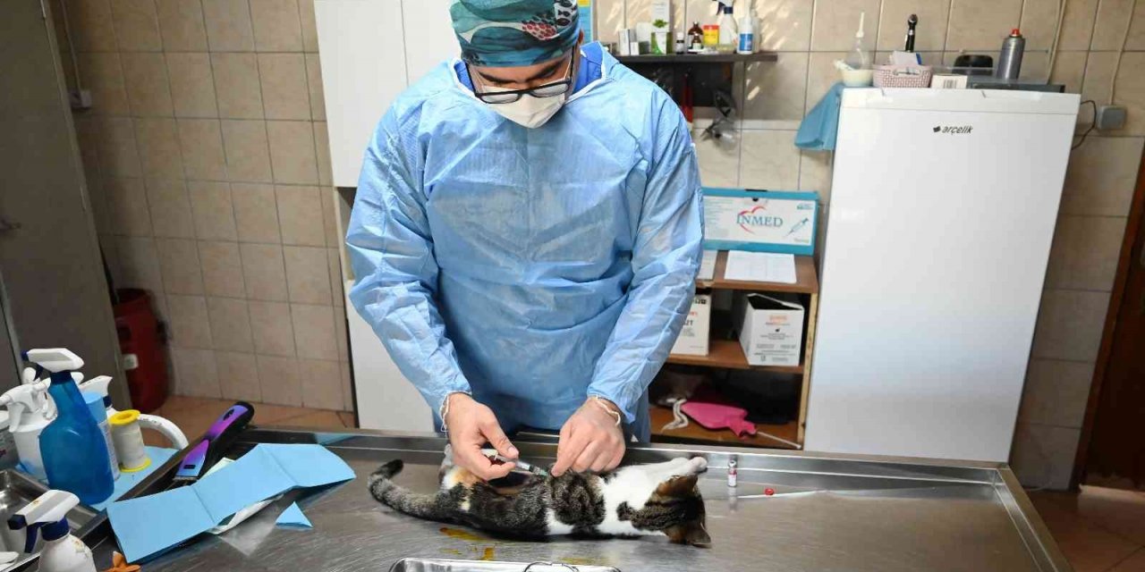 Kemer’de bin 425 sokak hayvanı kısırlaştırıldı