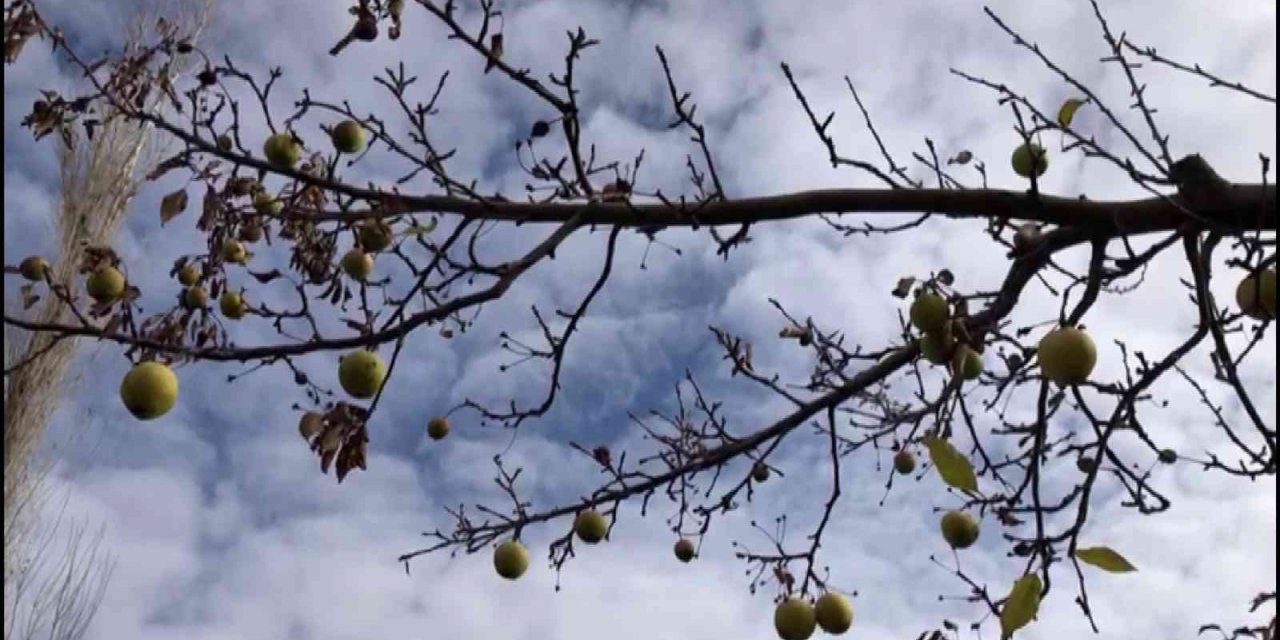 Sivas’ta Aralık ayında dalından elma toplandı