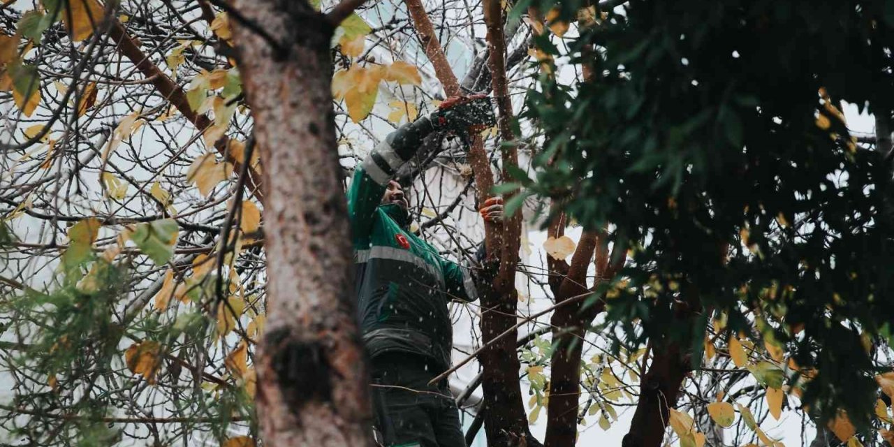 Merkezefendi’de budama çalışmaları devam ediyor