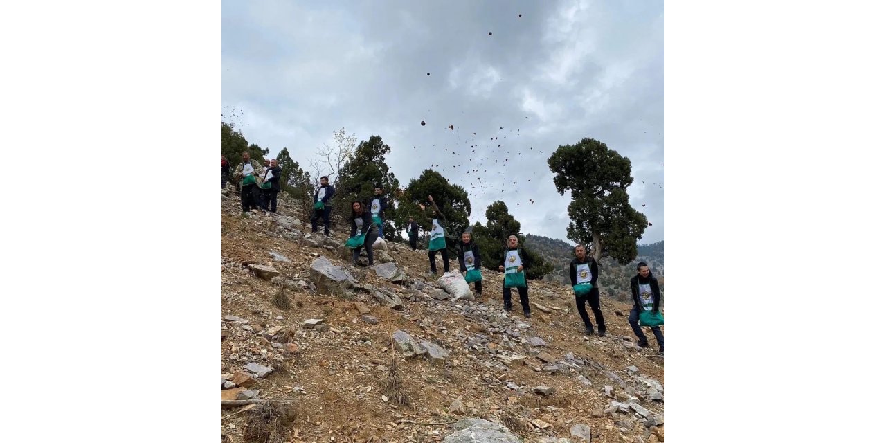 Feke’de sedir tohumları toprakla buluşuyor