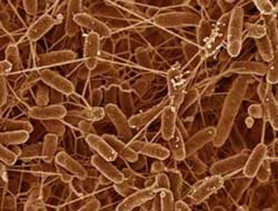 Mikroplar kayıt altında