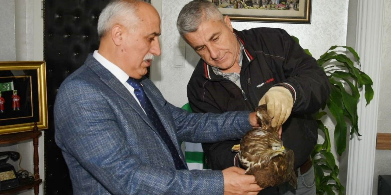 Vurulmuş yaralı şahin için harekete geçildi