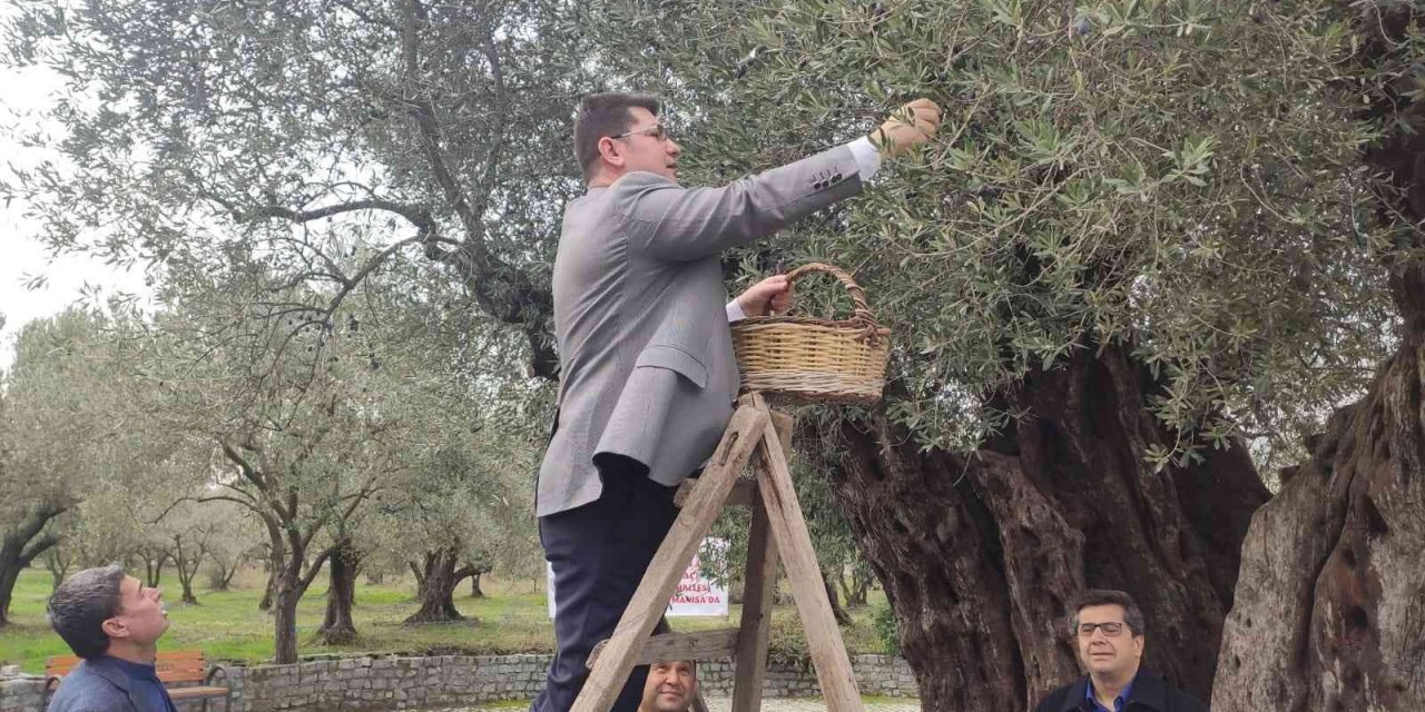 Kırkağaç’ta bin 660 yaşındaki ağaçta zeytin hasadı yapıldı