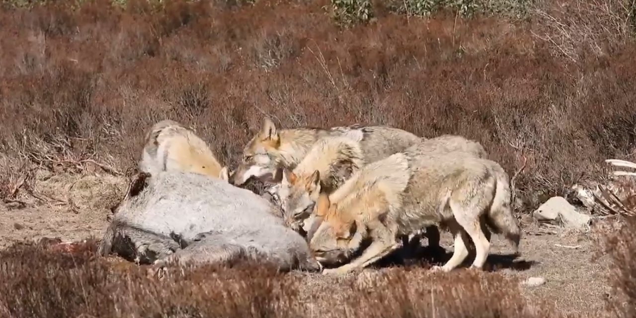Kurt sürüsünün yılkı atını parçalayarak yedikleri anlar kamerada