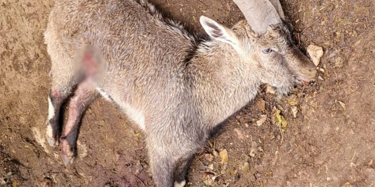 Yaralı keçi kurtarılamadı