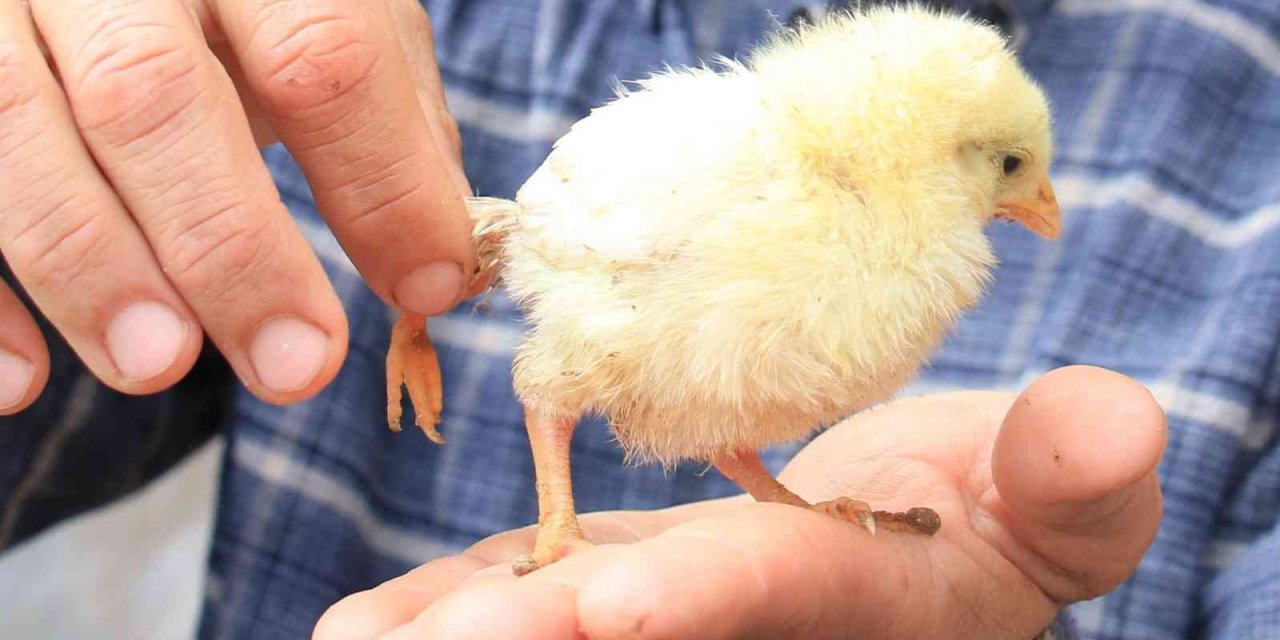 Bu da 3 ayaklı civciv: 10 katı fiyat teklifi geldi