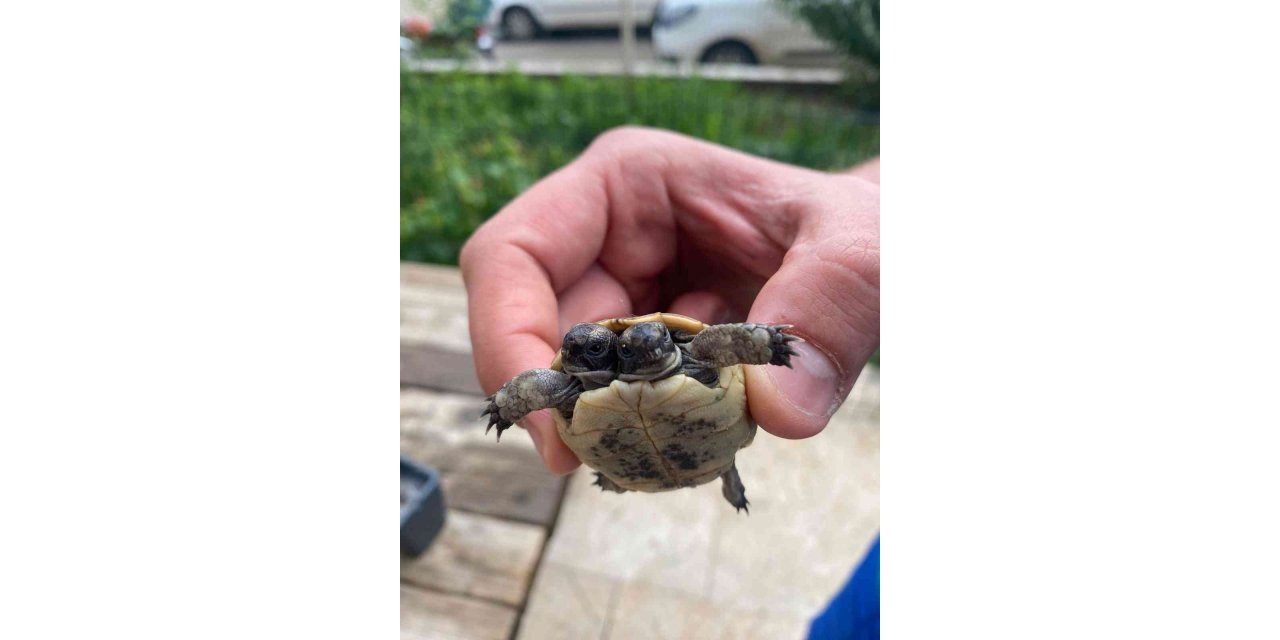 Antalya’da çift başlı kaplumbağaya özel bakım