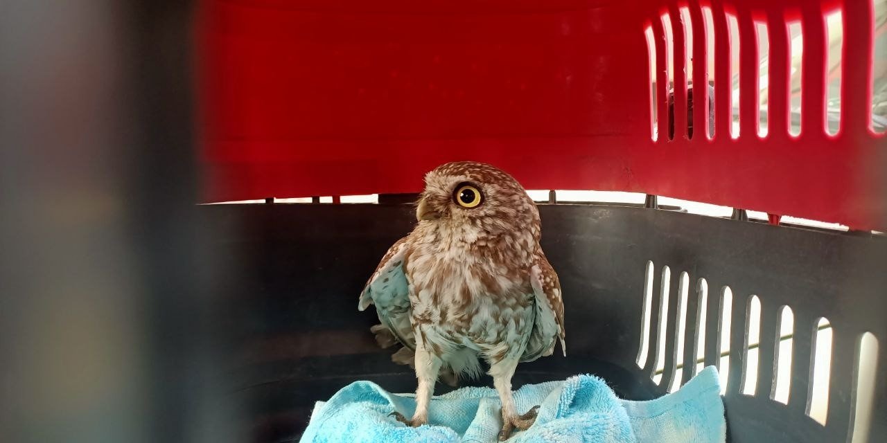 Yavru baykuş bacadan evin içerisine girdi