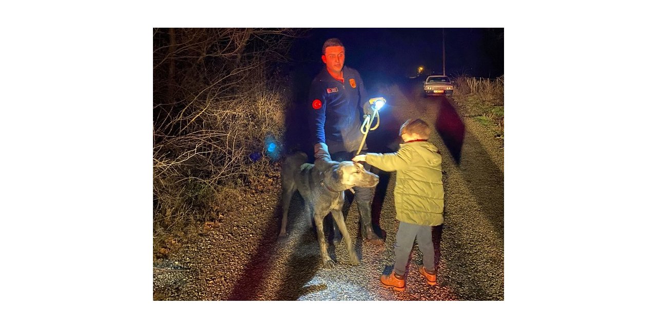 Tasmasını ağaca kaptıran köpek dere kenarında mahsur kaldı
