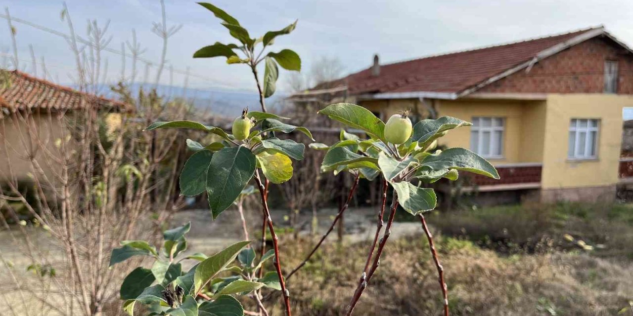 Çanakkale’de elma ağacı 2’nci kez meyve verdi