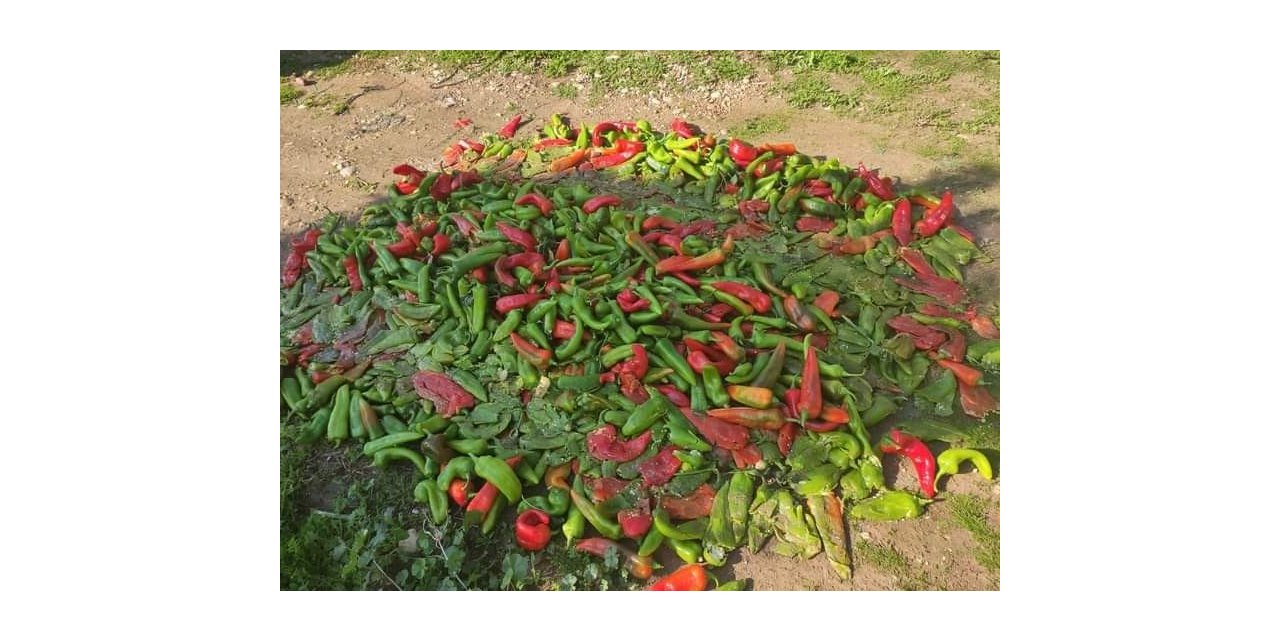 Pestisit denetimlerinde 12 kişiye 49 bin TL ceza