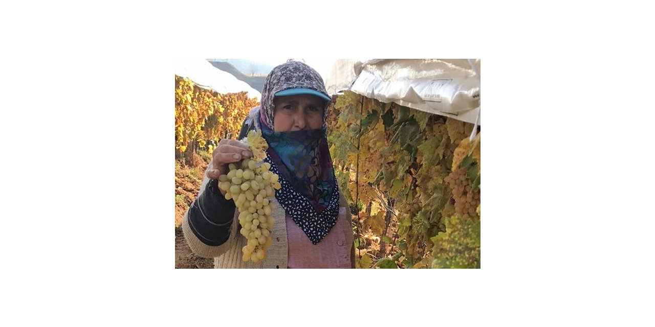 Bağlarda örtü altında 300 ton üzüm kesimi bekliyor