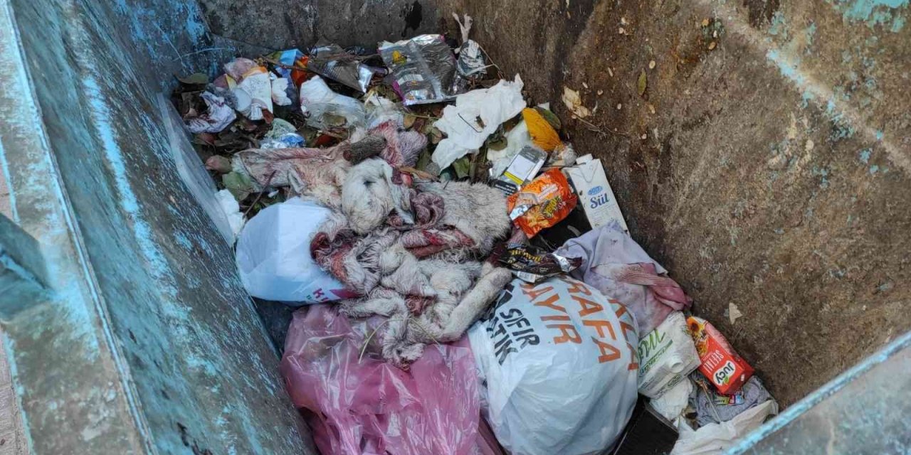 Şanlıurfa’da çöpten eşek ayakları ve derisi çıktı