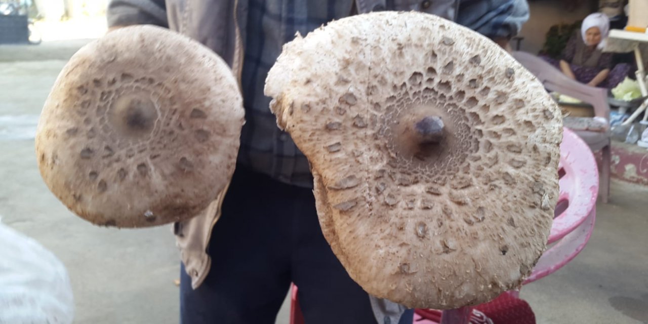 Devasa mantar ilgi odağı oldu