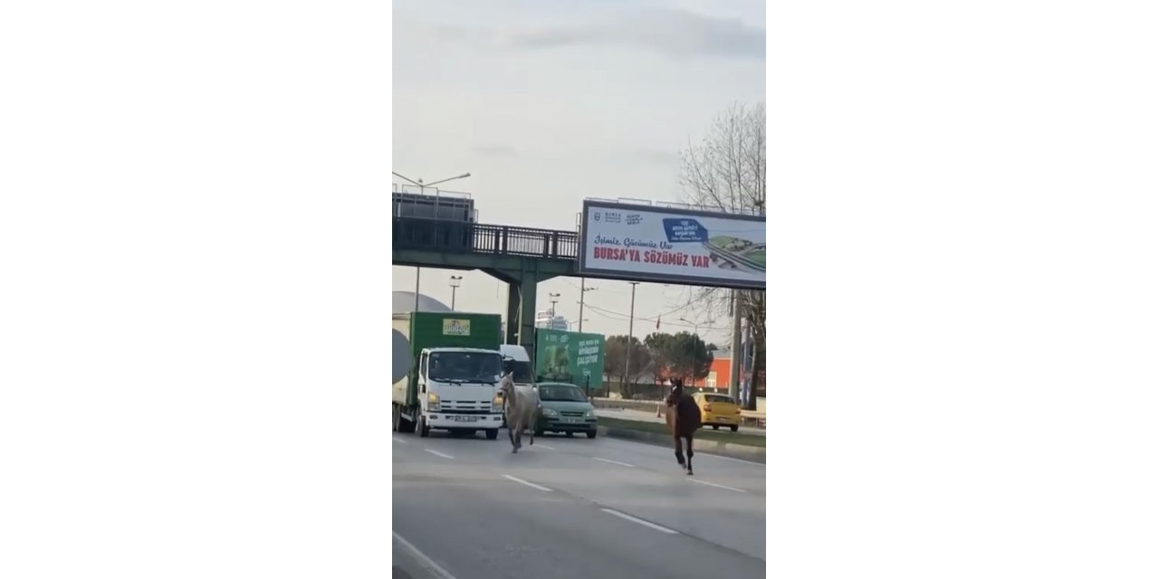 Başıboş atlar yollarda cirit atıyor