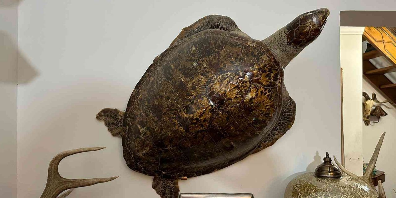 Kadıköy’de yabani hayvan boynuzu operasyonu