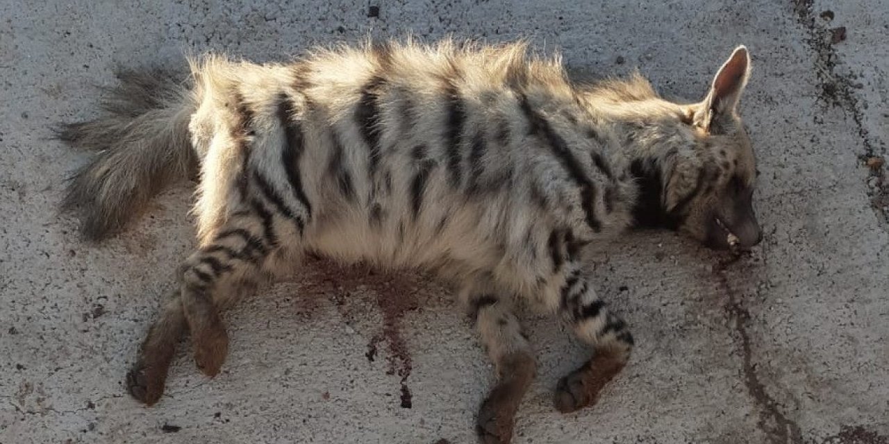 Çizgili sırtlana araç çarptı