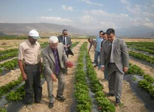 Ereğli'de çilek yetiştiriciliği sektör haline geliyor