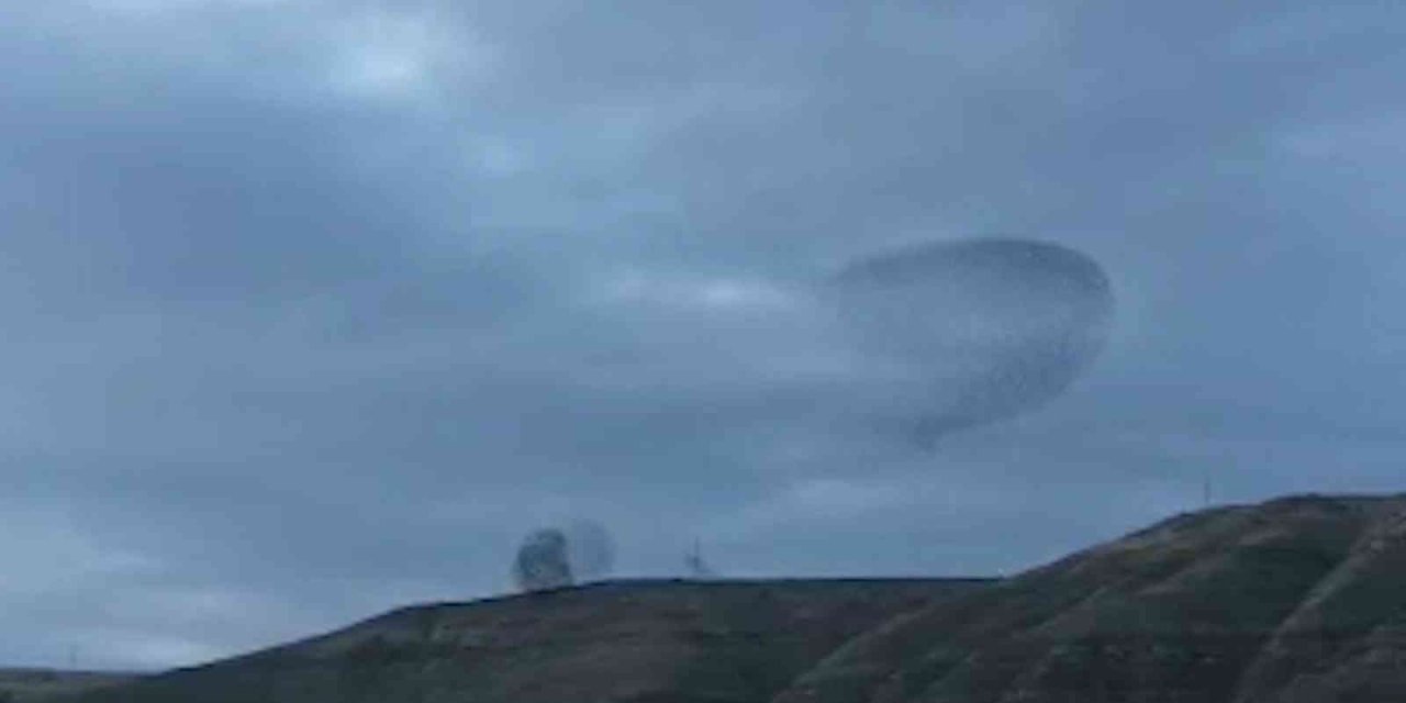 Sığırcık kuşlarının dansı