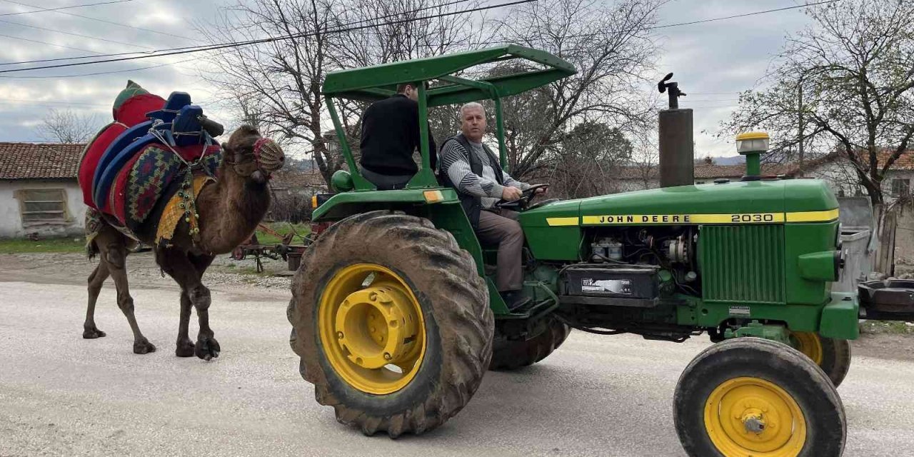 Devesini güreşlere traktör ile antrenman yaptırarak hazırlıyor
