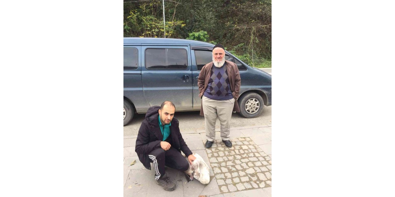 Yaralı halde bulunan kuğu Doğa Koruma ve Milli Parklar İl Müdürlüğü’ne teslim edildi