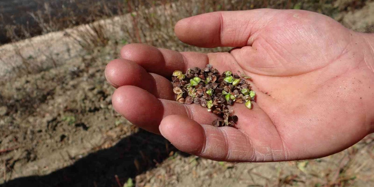 Bu buğday çölyak hastaları için çok önemli