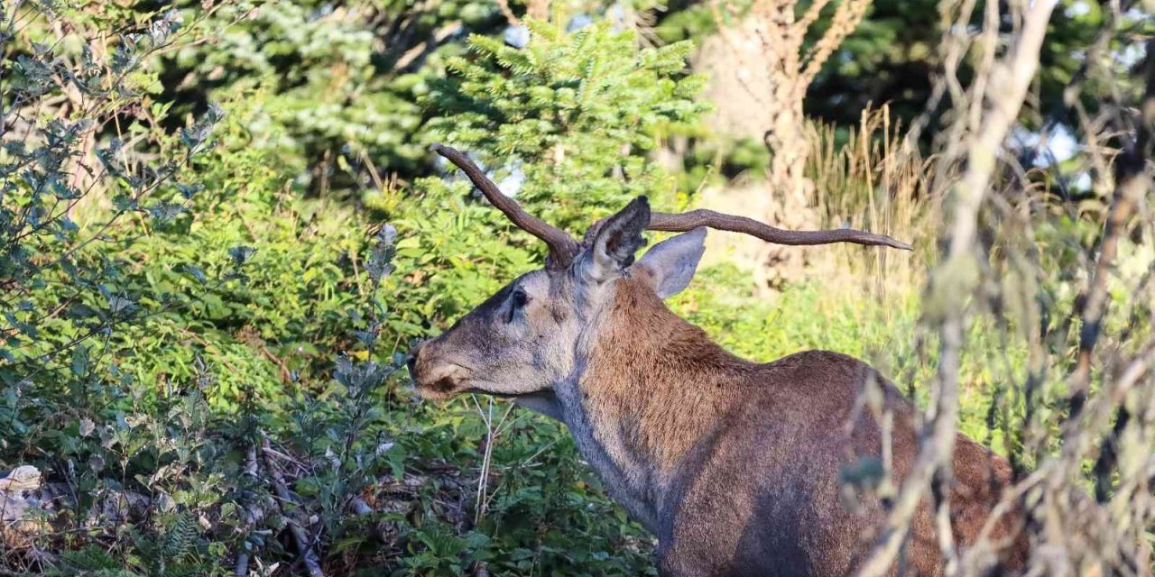 Türkiye’nin en şansız geyiği görüntülendi, şanssızlığının altında yatan sebep ise bir hayli ilginç