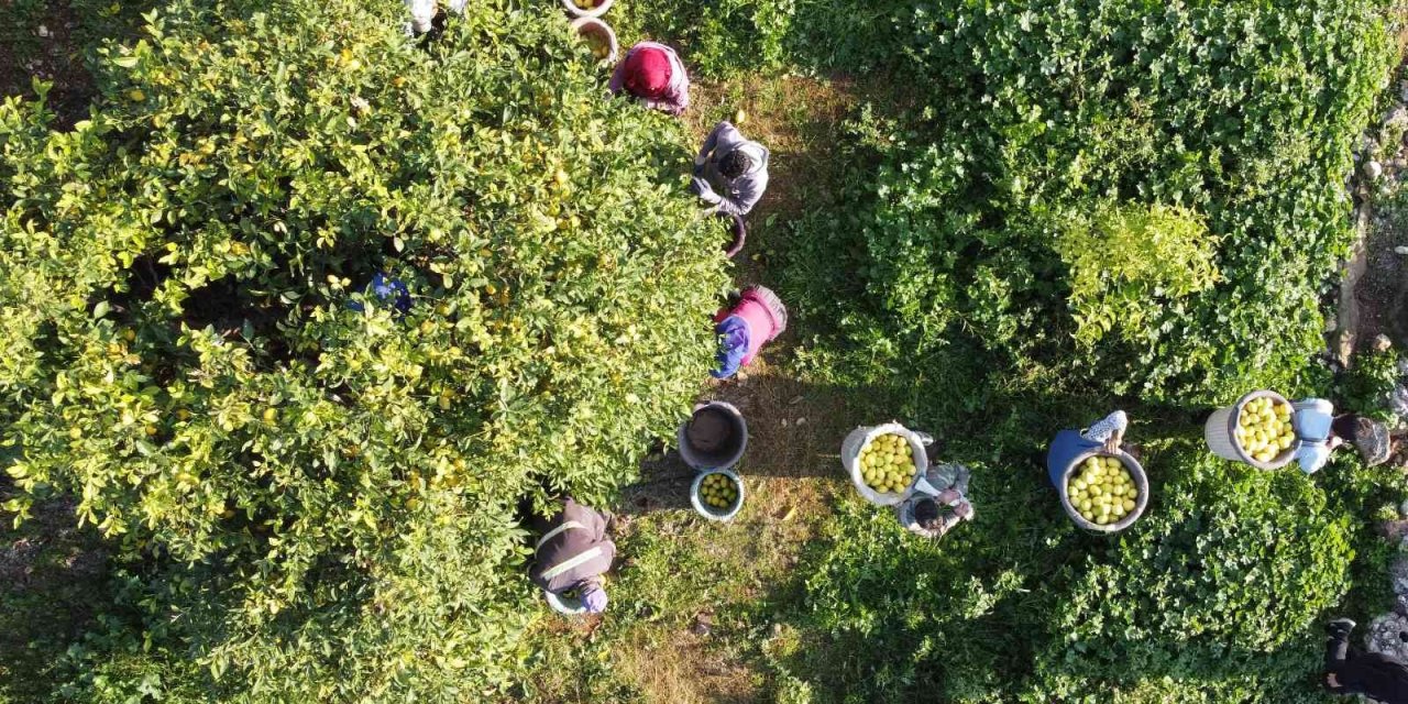 Limonun başkentinde ’yoğun hasat’ dönemi: Vali makası eline aldı, kestiği limonları küfeyle taşıdı
