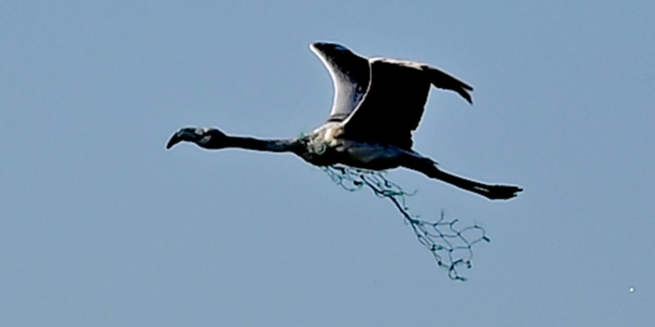 Boynunda ağla uçan flamingo, denizdeki kirliği ortaya serdi