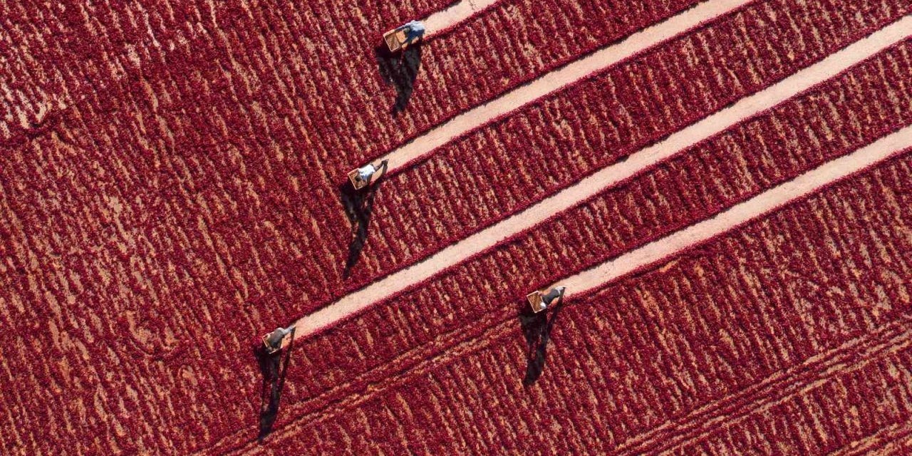 ‘Gaziantep’te Hasat Mevsimi’ fotoğraf yarışması sonuçları açıklandı